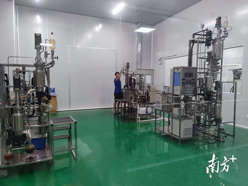 電白沉香樹要 種 出百億大產(chǎn)業(yè) 電白香 飄天下